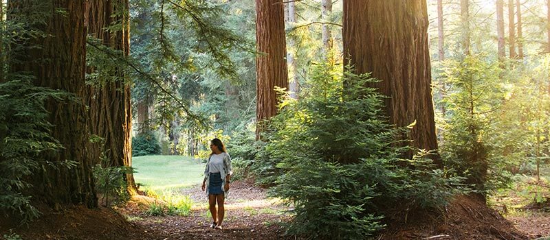 Red Wood Forset Red Wood Forset